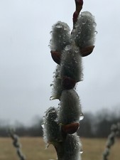  Pussy Willow, Goat Willow Cuttings for Your Yard 10-20