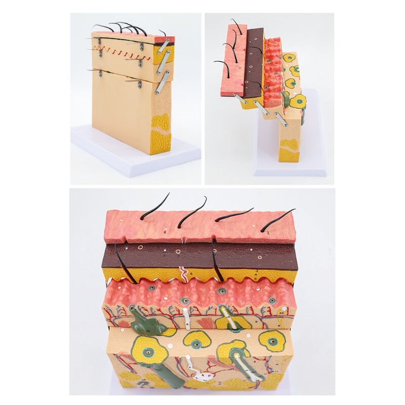 Multifunctional Realistic Skin Model 70X Enlarged 4 Layers Education