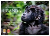 Uganda - Berggorillas & Chimps (Wandkalender 2027 Din A4 Quer), Calvendo Monatsk