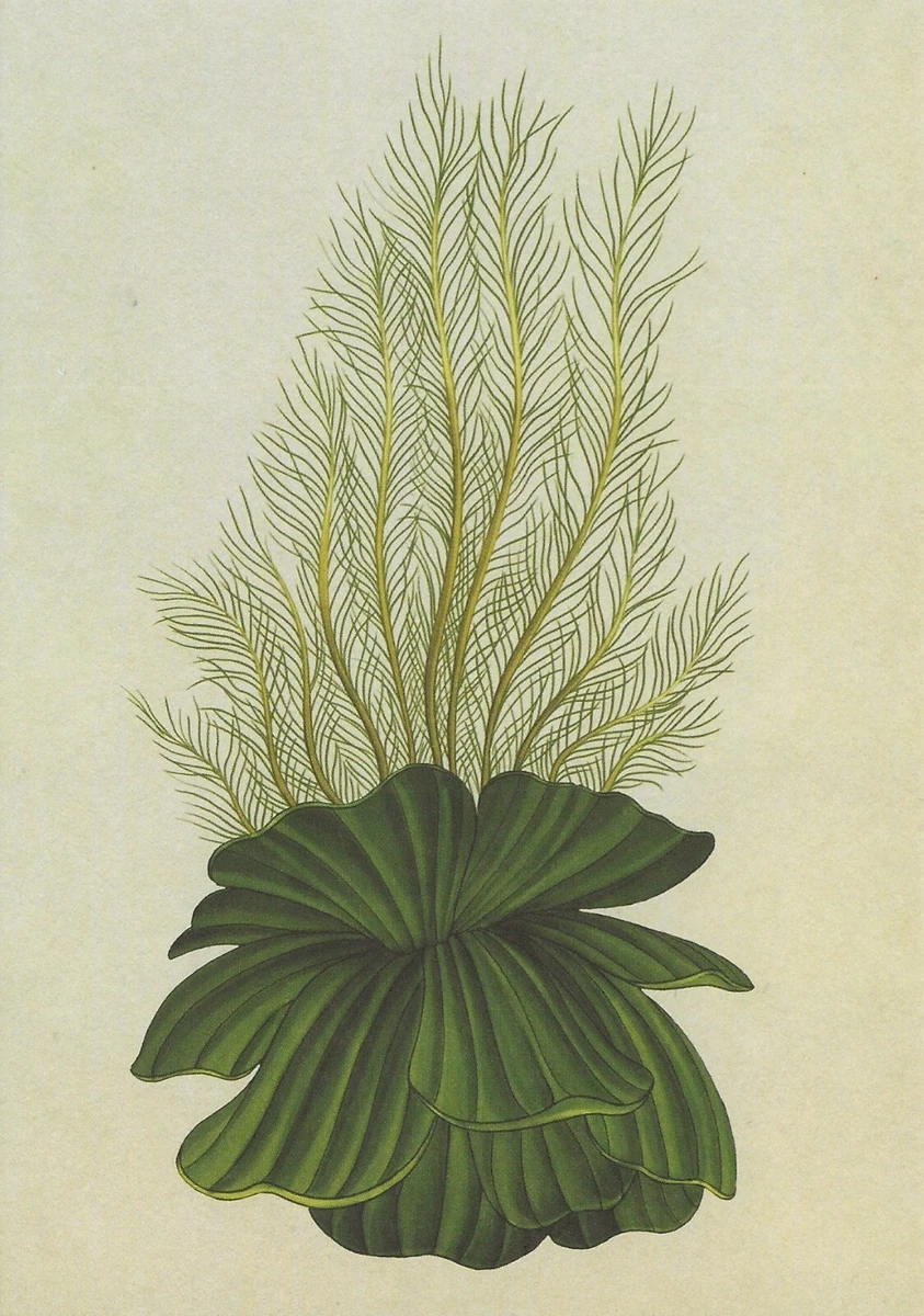 Aquatic Plants Drawing