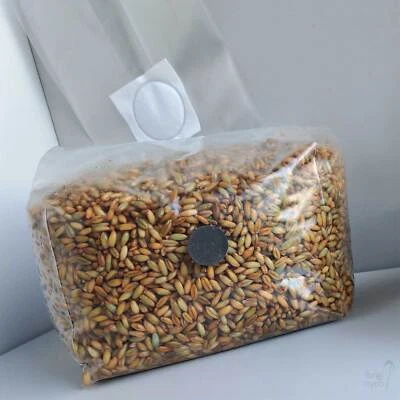Organic Mushroom Grain Spawn Sterilised Substrate Rye Grain Inoculation Gypsum