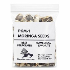 PKM-1 Moringa Oleifera Seeds 30  High Germination, Fast-Growing Drumstick Tree