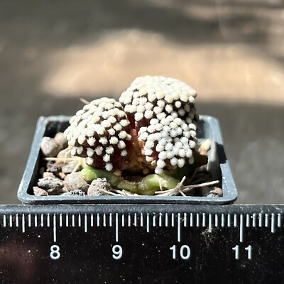 25-316. Mammillaria luetyi VM 1157, Las Norias, Coa (Grafted)