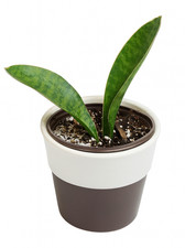 Whale Fin Snake Plant Sansevieria Masoniana Live Plant 4  Pot Indoor