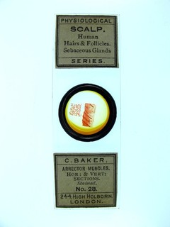 Antique microscope slide by Baker. Human Scalp. Hairs Follicles Sebaceous Glan