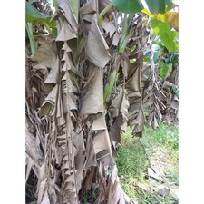 Premium Dried Banana Leaf 1kg from Indonesia - sample export - pay shipping only