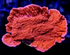 Live coral Red Montipora SPS Coral 1-2” Frag Reef Tank
