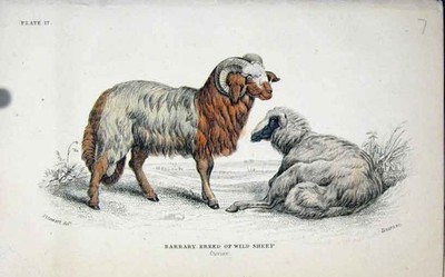 Original alter antiker Druck Jardinen um 1840 Berberzucht Wildschafe viktorianisch