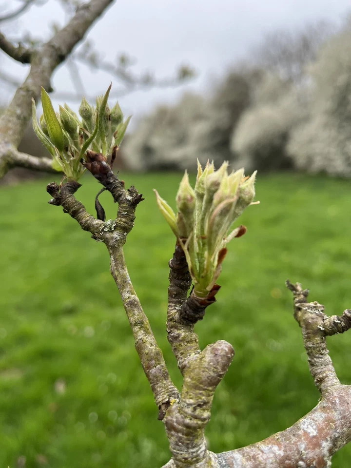 Apfel 🍎 🍏 Äste, Zweige Nager, Pferde, BIO,Bastelholz Knabberholz 800Gramm - Bild 4 von 4