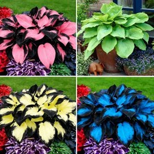 Hosta Seeds for Planting, 297pcs Non-GMO Heirloom Perennial Hosta Flower Seed...