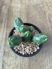 Euphorbia ‘Pseudoglobosa’ | Succulent | 9cm Pot | Rare |
