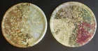 MISSONI HOME TWO COASTERS ACRYLIC RESIN INSERTS 5.0 in 13cm DODIE T51