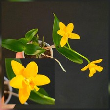 Mini Cattleya Yellow. In Bloom. Compact Plant. 12 Cm Pot