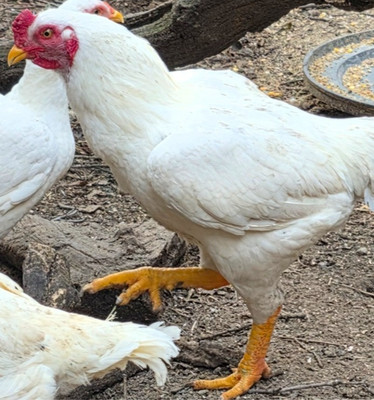 LOTx6 EGGS NPIP PURE WHITE CORNISH HATCHING EGGS HERITAGE MEAT BIRDS
