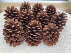 Real Natural Pine Cones 6" Lot of "10" Crafts Decorating Hobby Crafts