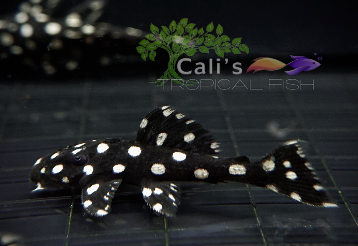 best boxing pleco fishing L240 Vampire/Galaxy Pleco- Rare Pleco–Live Freshwater Fish–Size 1 inch+  3-4cm
