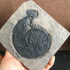 265g  natural Coarse   Stone Carving Home Decora Specimen  md3811