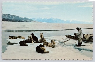 Eskimo Sled Dog Team Resting on Ice Floe Postcard