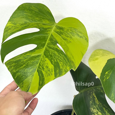 monstera adansonii vs monkey leaf Monstera adansonii – Monkey Mask Swiss Cheese Vine