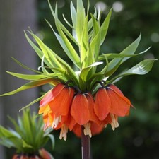 Fritillaria Aurora Crown Imperial XXXL 1x Bulb - Hardy Spring Flowering Plant