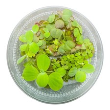 Giant Duck Weed, Frogbit ,Dwarf Water Lettuce, Red Root Floater, Water Spangles