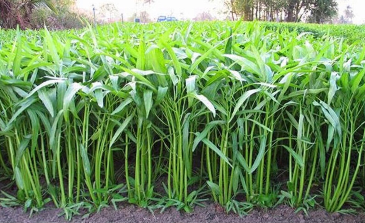 Large Water Spinach Seeds, Kangkong, Ong Choy, Hạt Rau Muống Lá Lớn Large Water Spinach Seeds, Kangkong, Ong Choy, Hạt Rau Muống Lá Lớn