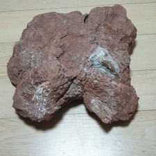 Extremadamente Raro Asia Tyrannosaurio Dinosaurio Asiatyrannus 3 Dientes Fósiles En Matrix