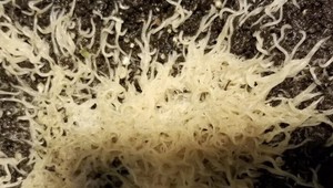 microworms for betta fry