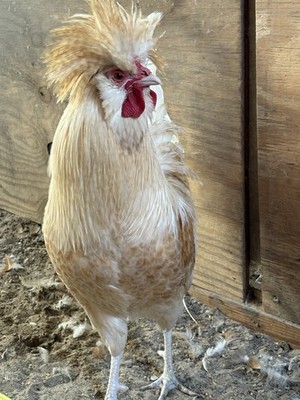 6 RARE LEMON CUCKOO POLISH Fertile EGGS.