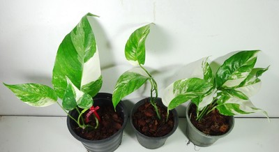 Epipremnum Pinnatum Variegata Vine House Plant Rare Ebay