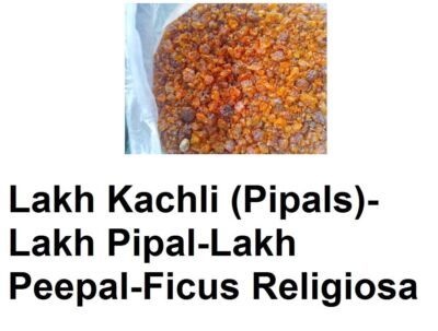 Lakh Kachli (Pipals)-Lakh Pipal-Lakh Peepal-Ficus Religiosa Whole Roots