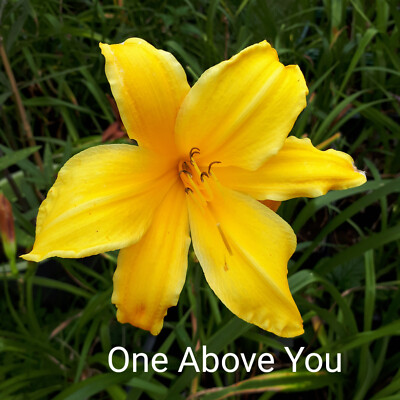 Hemerocallis 'One Above You' Taglilie