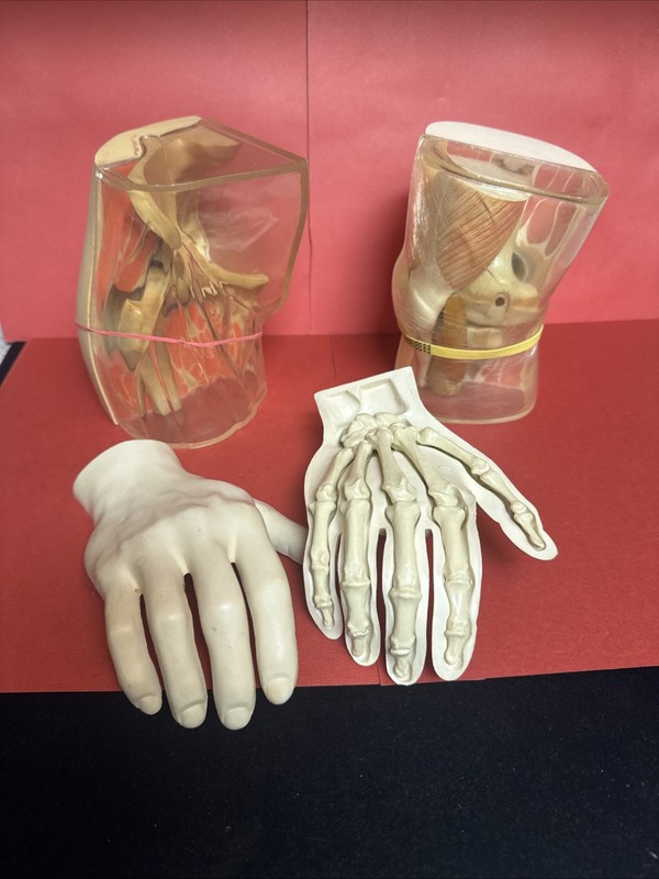 Vintage Merck Anatomy Teaching Models Hand Joint Pelvis Medical Lot (SH45)