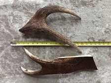 2 XL Moose Antler Dog Chews Power Chewer - 3 pounds Large Dog