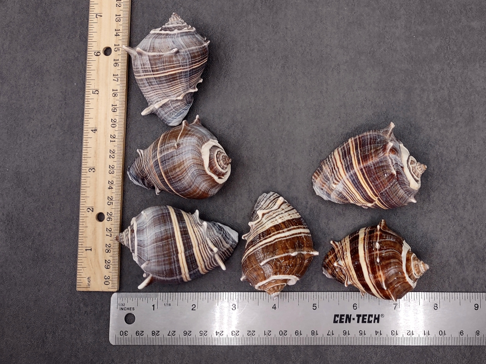 King Crown Conch Seashells Brown Striped Melongena (2 shells approx. 2 ...