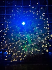 CE- WYSIWYG Peach Frogspawn with Green Mouth Frag Live Coral Frag LPS SPS #RTT1