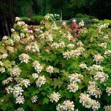 ( 1 ) - Bloomin' Easy - Toy Soldier™ Oakleaf Hydrangea - Starter Plant ( L7 )