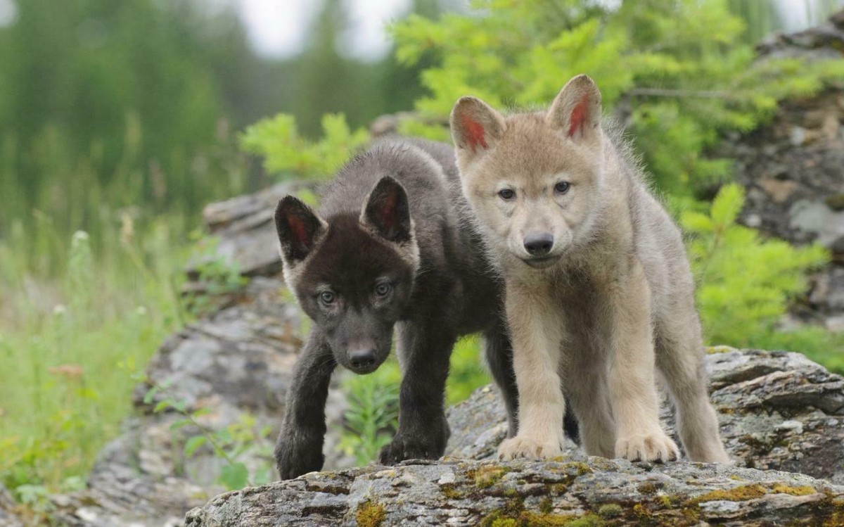 WOLF PUPS GLOSSY POSTER PICTURE BANNER wall decor wolves