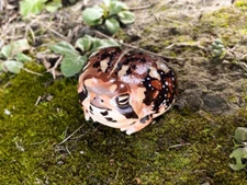 Animal Heavenly Body Breviceps Adspersus Common Rain Frog Statue