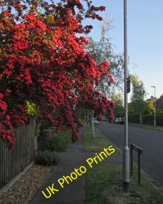 Photo 12x8 A May evening in Hinton Avenue Cambridge/TL4658 The setting su c2015