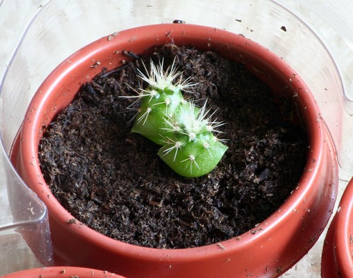 Saguaro Giant Cactus (Carnegiea Gigantea) | 20+ fresh Seeds | Same Day Dispatch - Picture 2 of 4
