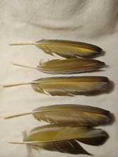 5 Blue and Gold Macaw Feathers 8 to 8.5 inches 