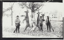 PHOTO FROM NEGATIVE OF HUNTERS W/ HANGING PRIZE BUCKS