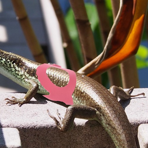 Lizard Chest Strap Adjustable Harnesses Bearded Dragon Accessories - 第 9/12 張圖片