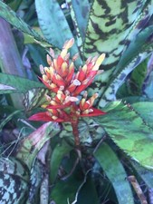 Aechmea Orlandiana Bromeliad Plant Mature