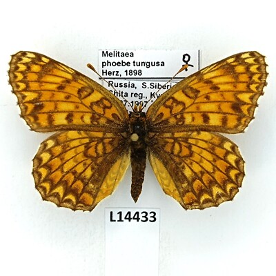Nymphalidae, Melitaea phoebe tungusa, female, A1-/A2-, Russia