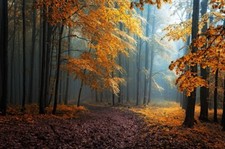 Landscape fall mist leaves forest road trees path Custom Gaming Mat Desk