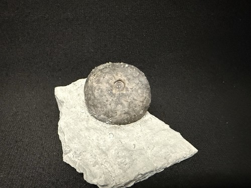 Crinoid-Stunning Waldron Shale Lyriocrinus cup from Indiana-Fossils, Trilobite