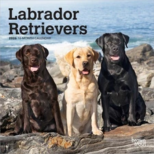 Labrador Retrievers | 2026 7 x 14 Inch (Hanging) Monthly Mini Wall Calendar | Br
