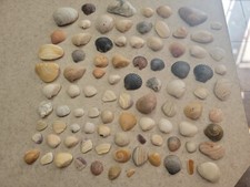 Natural Seashells Lot Of 89 Classic Nautical Home Decorative